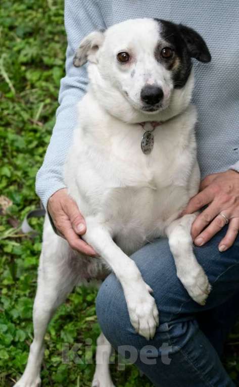 Собаки в Москве: Маленькая белая собачка Маруся Девочка, Бесплатно - фото 5