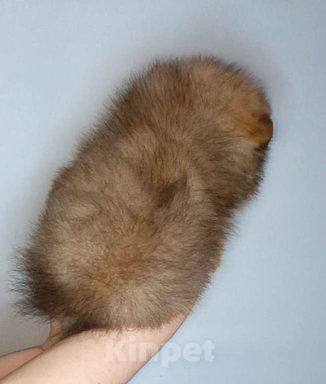 Собаки в Москве: Померанский шпиц, девочка Девочка, 22 000 руб. - фото 9