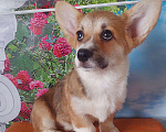 Собаки в Омске: Вель корги Девочка, 30 000 руб. - фото 1