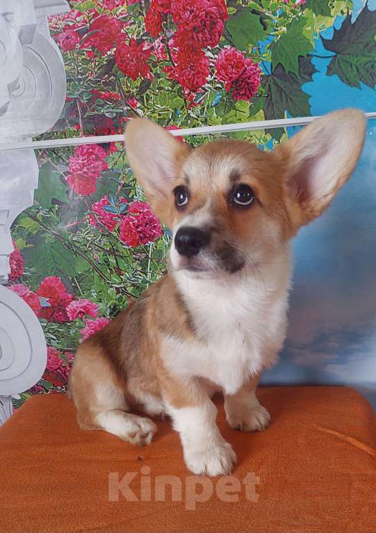 Собаки в Омске: Вель корги Девочка, 30 000 руб. - фото 1