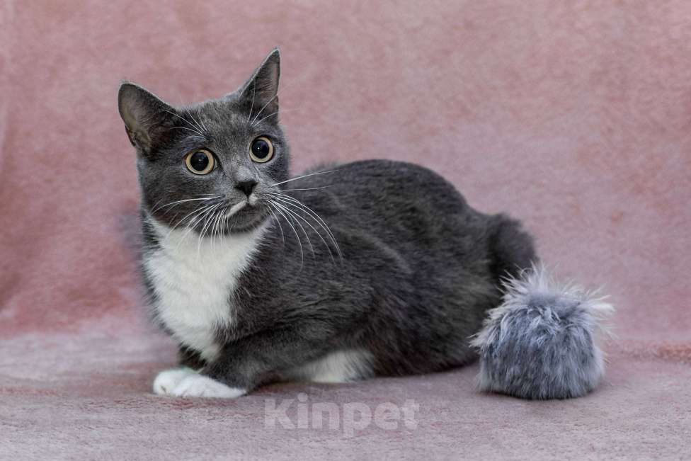 Кошки в Москве: кошка Жемчужина ищет дом Девочка, Бесплатно - фото 4