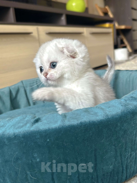 Кошки в Москве: Серебристая шиншилла Девочка, 35 000 руб. - фото 6
