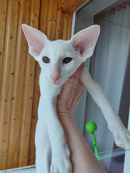 Ориентальные котята