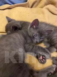 Кошки в Москве: Котята в добрые руки Девочка, Бесплатно - фото 4