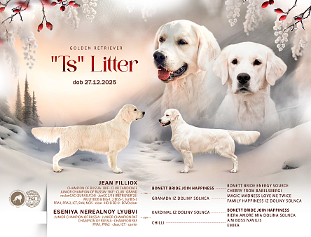 Щенки золотистого ретривера