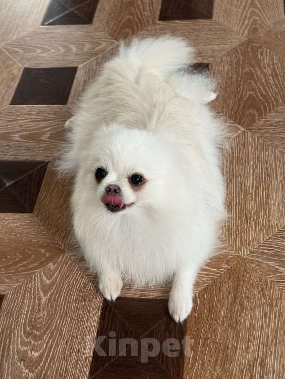 Собаки в Москве: Померанский шпиц взрослая девочка 3.5года  Девочка, 9 000 руб. - фото 9