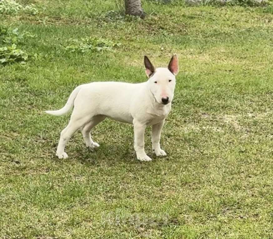 Собаки в других городах Московской области: Щенок 4 мес. Питомник Ркф Девочка, 60 000 руб. - фото 2