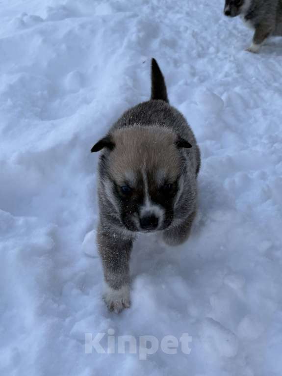 Собаки в других городах Свердловской области: Осторожик Мальчик, Бесплатно - фото 1
