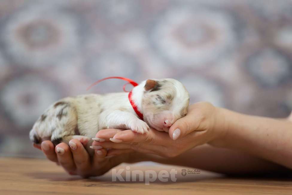 Собаки в Москве: Австралийская овчарка, аусси Девочка, Бесплатно - фото 2