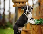 Собаки в Самаре: Породные щенки АСТ из питомника Мальчик, 30 000 руб. - фото 3