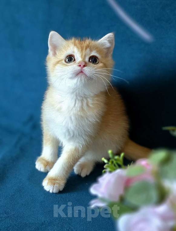 Кошки в Калуге: Quiana SFS 71 by 12 Девочка, Бесплатно - фото 3