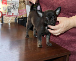 Собаки в Москве: Красавица ЧИХУАХУА Девочка, 55 000 руб. - фото 5
