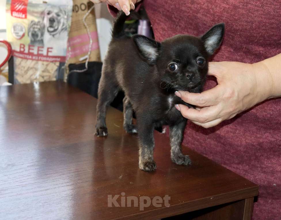 Собаки в Москве: Красавица ЧИХУАХУА Девочка, 55 000 руб. - фото 5