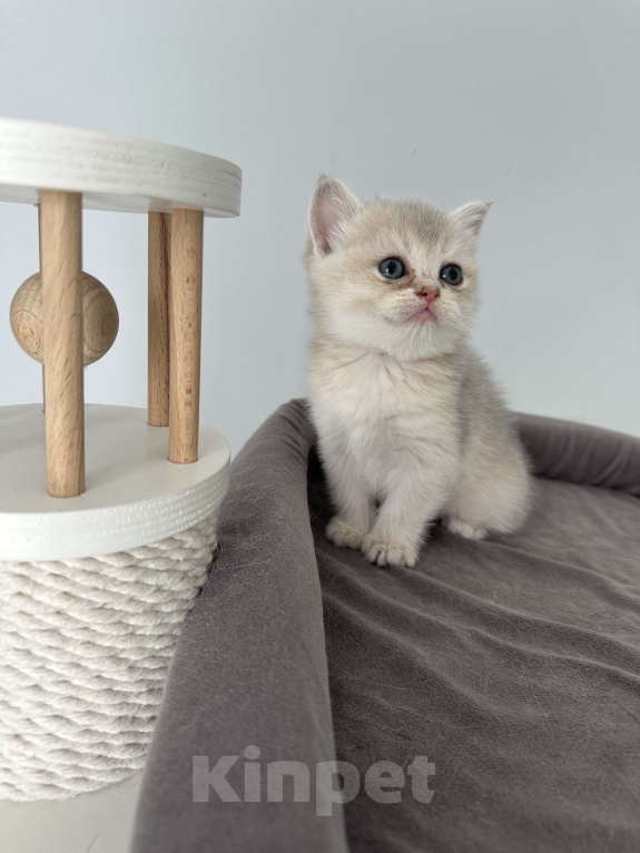 Кошки в Санкт-Петербурге: Шотландская девочка Девочка, 50 000 руб. - фото 2