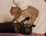 Кошки в Тамбове: Шотландские вислоухие котята Мальчик, 2 500 руб. - фото 4