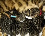 Кошки в Сертолово: Резерв на бингальских котят  Мальчик, 30 000 руб. - фото 1
