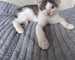 Кошки в Ореховом-Зуево: Котенок в добрые руки Мальчик, Бесплатно - фото 3