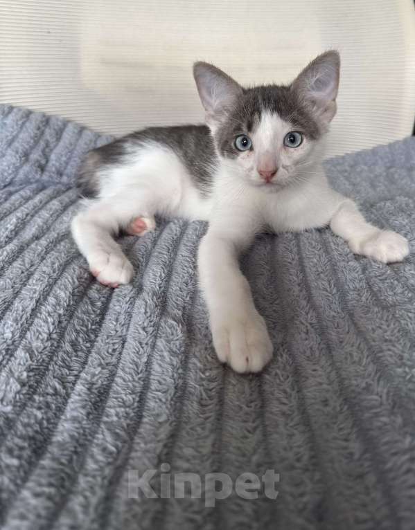 Кошки в Ореховом-Зуево: Котенок в добрые руки Мальчик, Бесплатно - фото 3