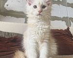 Кошки в Иркутске: Котята породы мейн-кун Девочка, 35 000 руб. - фото 6