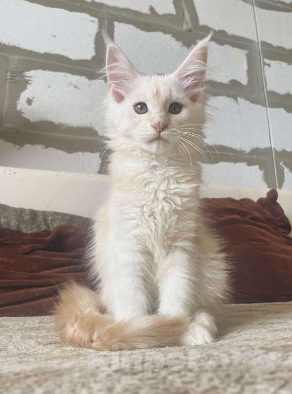 Кошки в Иркутске: Котята породы мейн-кун Мальчик, 30 000 руб. - фото 6