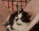 Кошки в Жуковском: Котенок девочка Семечка Девочка, Бесплатно - фото 3