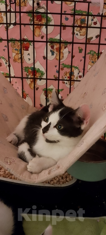 Кошки в Жуковском: Котенок девочка Семечка Девочка, Бесплатно - фото 3