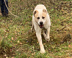 Собаки в Видном: Брандон алабай, 5 лет Мальчик, Бесплатно - фото 7