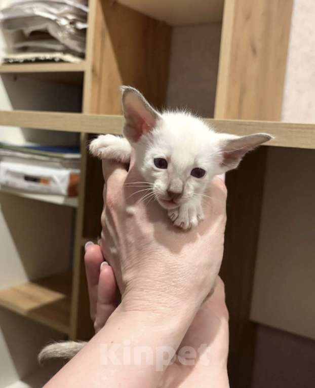 Кошки в Березовском: Котята Ориенталы Разнополые, 20 000 руб. - фото 3