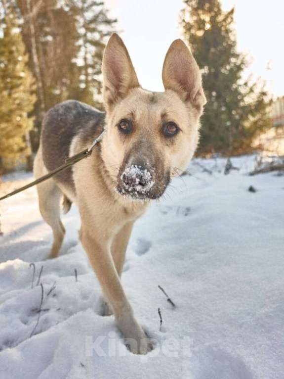 Собаки в Москве: Веста ищет дом! Девочка, Бесплатно - фото 3