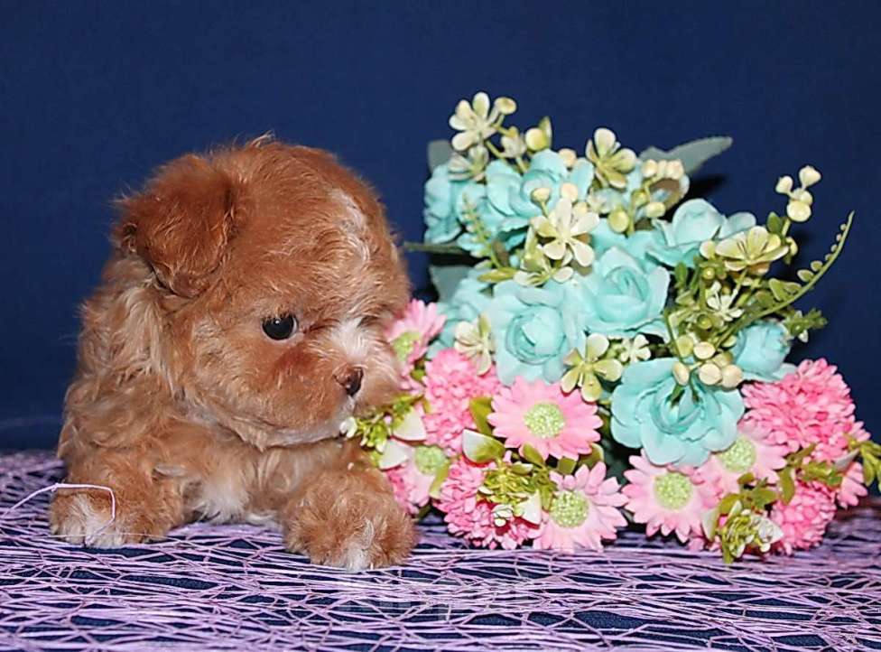 Собаки в Москве: Щенок Мальтипу - небольшая девочка. Девочка, 120 000 руб. - фото 5