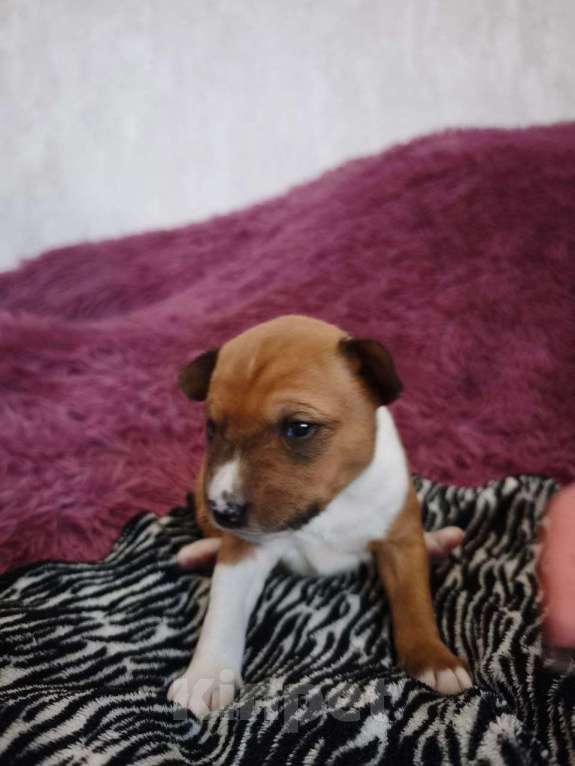 Собаки в Санкт-Петербурге: Щенки басенджи Мальчик, 75 000 руб. - фото 8