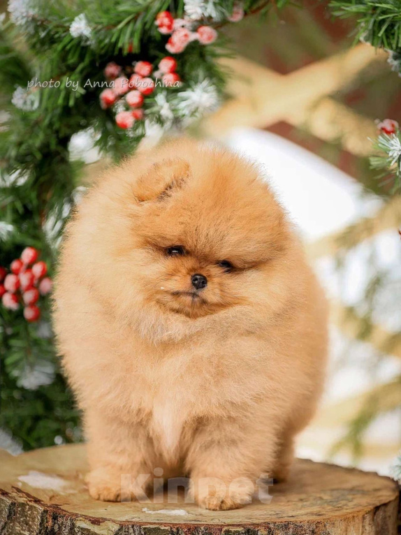 Собаки в других городах Московской области: Померанский шпиц щенок мальчик оранж Мальчик, 100 000 руб. - фото 2