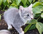Кошки в Туле: Тео Мальчик, Бесплатно - фото 3