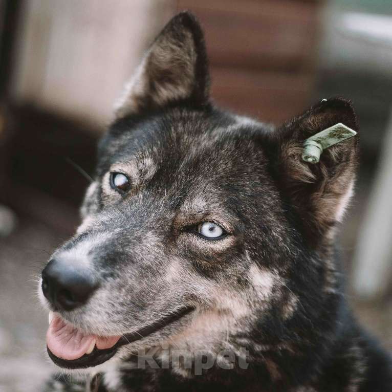 Собаки в Москве: Въюга Девочка, Бесплатно - фото 1