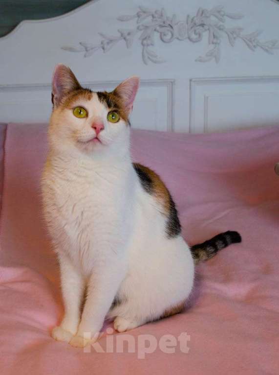 Кошки в Москве: Кото-пёс Маришка окраса калико в добрые руки Девочка, Бесплатно - фото 2