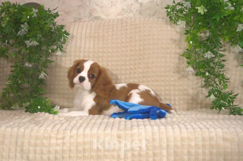 Собаки в Москве: Щенок кавалер Кинг Чарльз спаниель Мальчик, 80 000 руб. - фото 1