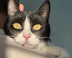 Кошки в Котельнике: Крупный молодой кот подросток Стёпка в добрые руки Мальчик, Бесплатно - фото 4