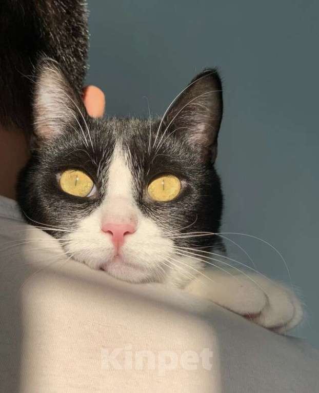 Кошки в Котельнике: Крупный молодой кот подросток Стёпка в добрые руки Мальчик, Бесплатно - фото 4