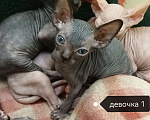 Кошки в Ульяновске: Котенок канадского сфинкса Девочка, 8 000 руб. - фото 1