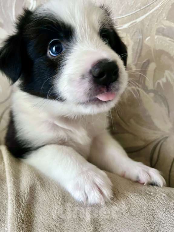 Собаки в Краснодаре:  Щенки Бордерколли  Мальчик, Бесплатно - фото 2