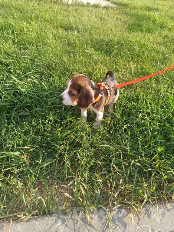 Собаки в Тюмени: Девочка щенок Девочка, 25 000 руб. - фото 3