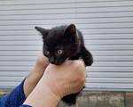 Кошки в Юрьеве-Польском: Подкину маленького котенка, нужно пристроить. Девочка, Бесплатно - фото 1