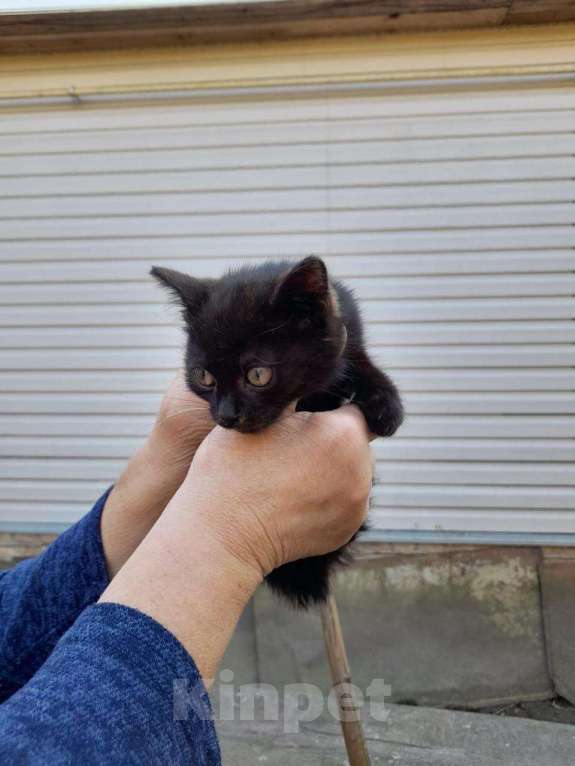 Кошки в Юрьеве-Польском: Подкину маленького котенка, нужно пристроить. Девочка, Бесплатно - фото 1