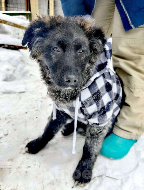 Собаки в Москве: шикарные щенки  овчар типа бесплатно Мальчик, Бесплатно - фото 4