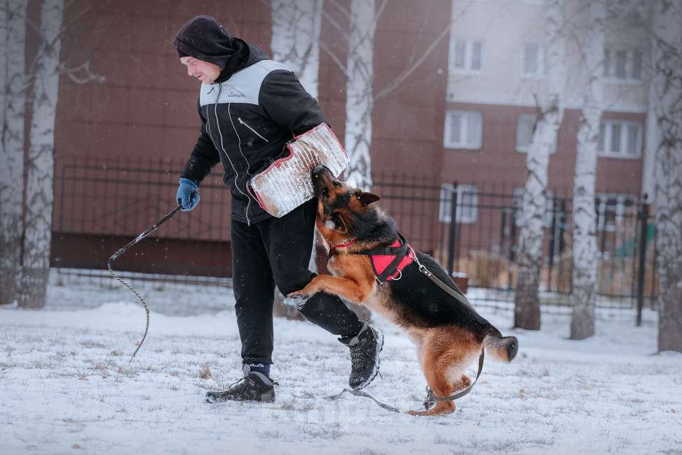 Собаки в Юрге: Племенной кобель предлагает свои услуги Мальчик, 35 000 руб. - фото 3