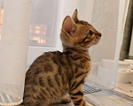 Кошки в других городах Московской области: Бенгальский котенок Девочка, 18 000 руб. - фото 7
