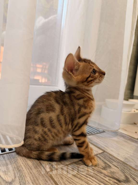 Кошки в других городах Московской области: Бенгальский котенок Девочка, 18 000 руб. - фото 7