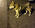 Собаки в Санкт-Петербурге: Найден пёс Мальчик, Бесплатно - фото 3