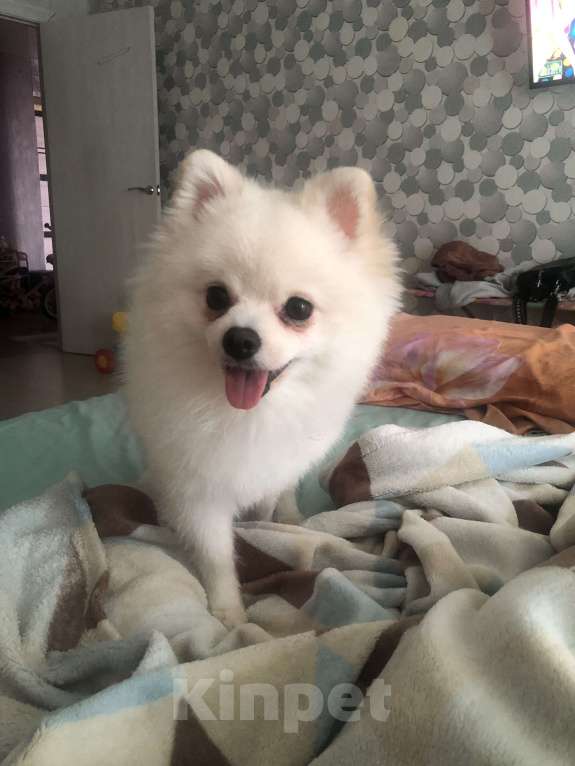 Собаки в Кирове: Померанский шпиц Девочка, 25 000 руб. - фото 2