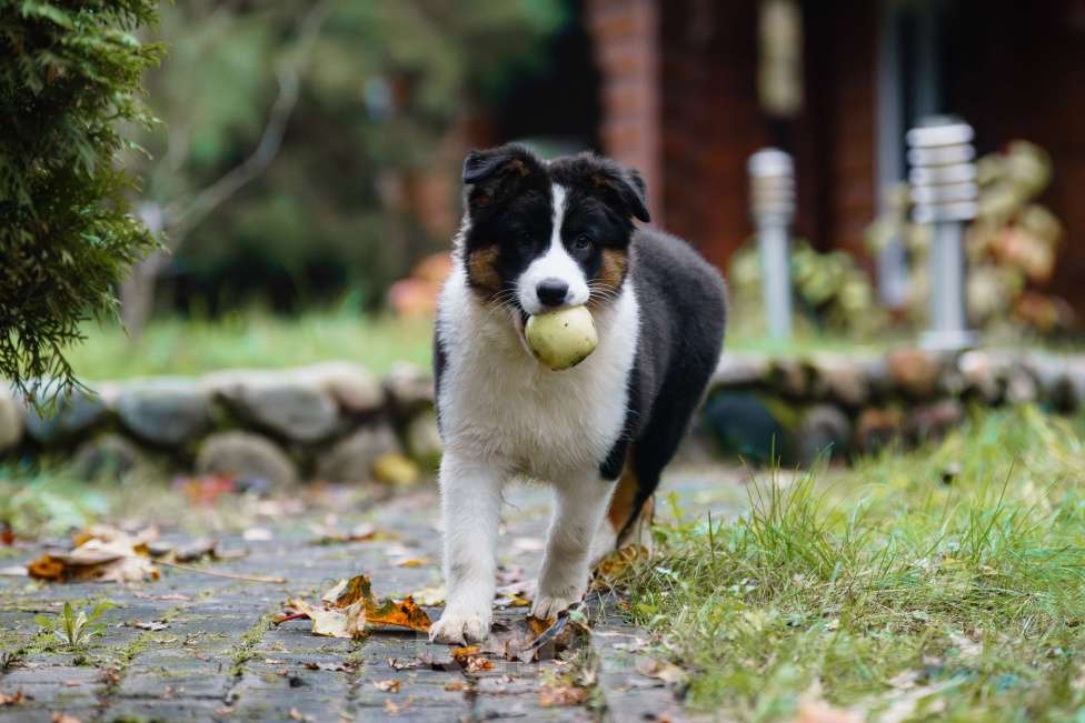 Собаки в Звенигороде: Австралийская овчарка девочка Девочка, 50 000 руб. - фото 8